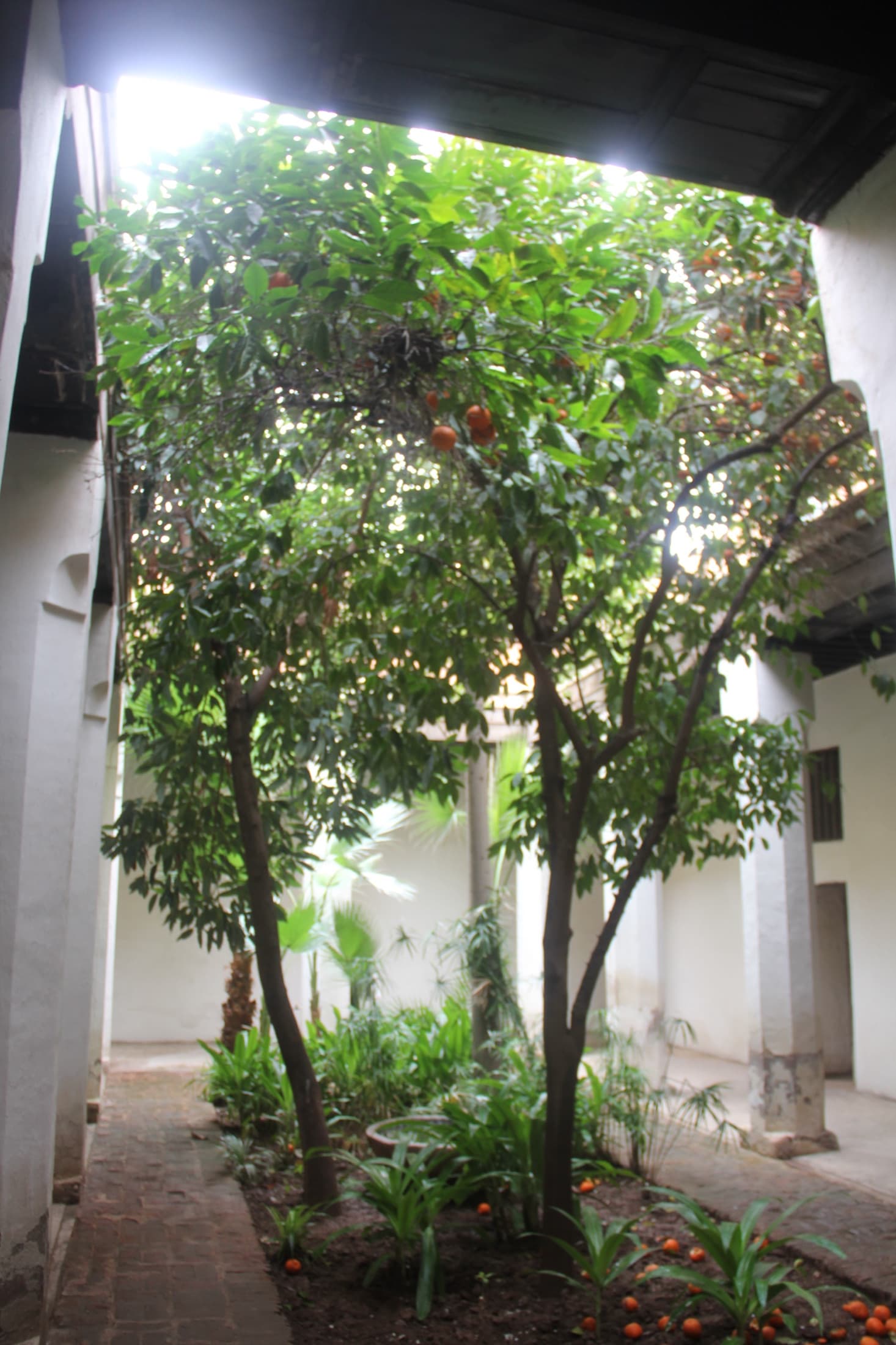 Riad garden of Dar Si Said Museum